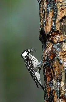 Picoides: Red-cockaded Woodpecker