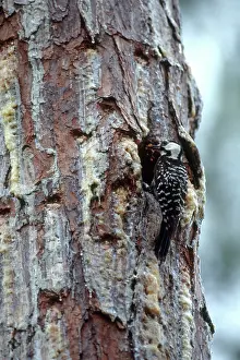 Bringing: Red-cockaded Woodpecker