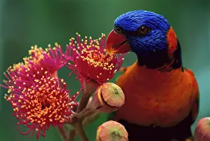 Haematodus: Red-collared lorikeet - Feeding on Swamp bloodwood