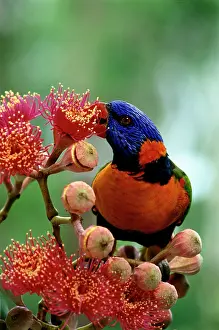 Haematodus: Red-collared Lorikeet - Feeding on Swamp bloodwood