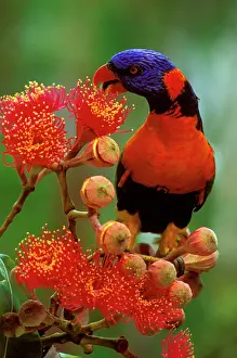 Haematodus: Red-collared Lorikeet - Feeding on Swamp bloodwood