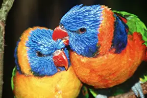 Biting: RED-COLLARED LORIKEET - two, mutual grooming
