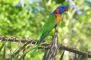 Attracted: Red-collared Lorikeet - Wild bird at a Pine Creek