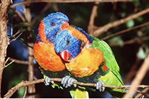 Cleaning: RED-COLLARED LORIKEET - x two, grooming