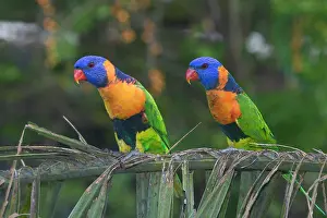 Attracted: Red-collared Lorikeets - Wild bird at a Pine Creek
