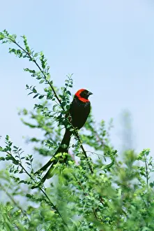 Widowbird: Red-collared Widowbird - male in breeding plumage
