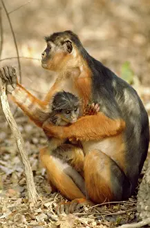 Badius: Red Colobus Monkey