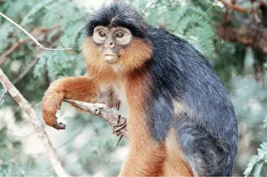 Colobus: RED COLOBUS MONKEY - adult female