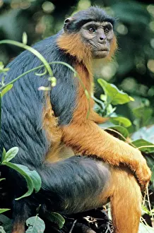 Badius: RED COLOBUS MONKEY - female sitting