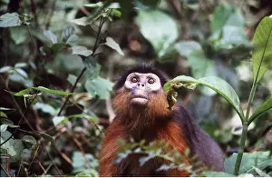 Colobus: RED COLOBUS MONKEY - looking up