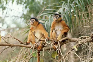 Dawn Starin: Red Colobus Monkey - male & female