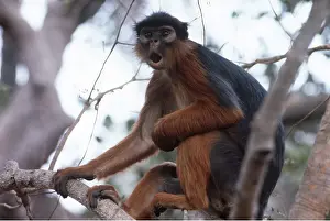 Vocalising: RED COLOBUS MONKEY - mouth open