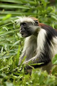 Rwanda: Red Colobus Monkey, Piliocolobus tephrosceles