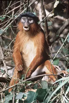 Colobus: RED COLOBUS MONKEY - sitting