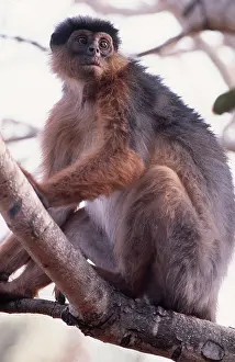 Colobus: RED COLOBUS MONKEY - sitting in tree