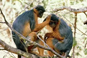 Badius: RED COLOBUS MONKEYS - two grooming