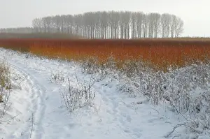 Spec: red colouring willow twigs in snowy landscape
