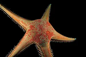 Comb: Red comb star (Astropecten aranciacus). Tenerife
