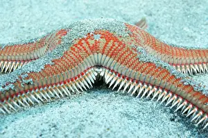 Stelleroidea: Red comb star (Astropecten aranciacus)Tenerife