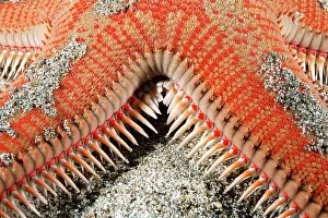 Stelleroidea: Red comb star (Astropecten aranciacus)Tenerife