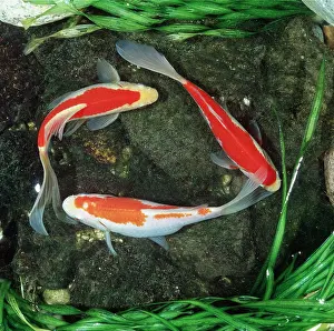 Comet: Red COMET GOLDFISH - 3, from above