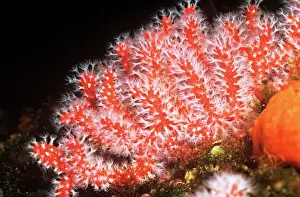 Rubrum: Red Coral