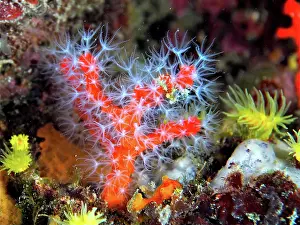 Roses: Red coral (Corallium rubrum) in the Mediterranean