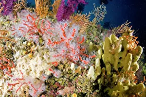 Sant: Red coral, Corallium rubrum, Vulnerable, IUCN, , Punta Sant