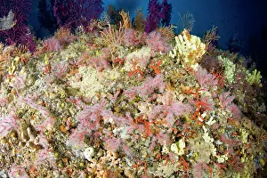 Sant: Red coral, Corallium rubrum, Vulnerable, IUCN, , Punta Sant