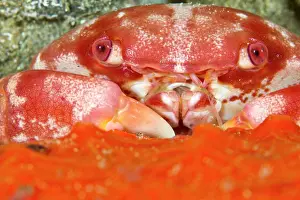 Shellfishes: Red Coral Crab