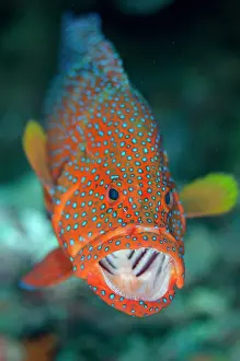 Cephalopholis: Red Coral Grouper