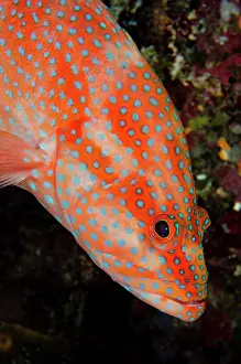 Cephalopholis: Red Coral Grouper