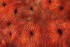 Graphic: Red coral, Mayotte