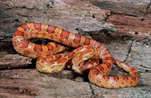 Nonvenomous: Red Corn Snake