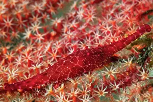 Fans: Red Cowry on a Red Sea fan, Richelieu Rock, Surin