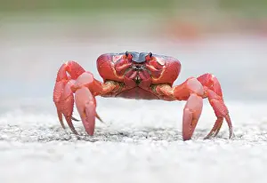 Crustacea: Red Crab