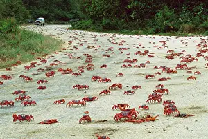 Encroachment: Red Crab (A land crab) - Crossing road during downward