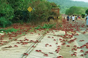 Encroachment: Red Crab (A land crab) - Crossing the road during migration