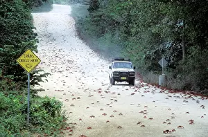 Encroachment: Red Crab (A land crab) - Crossing the road during migration
