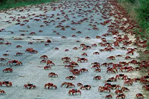 Natalis: Red Crab (a land crab) - Downward migration crossing road