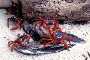 Natalis: Red Crab (a land crab) - Eating bird (young Booby)
