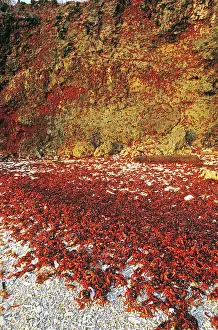 Natalis: Red Crab (a land crab) - Females climbing cliff