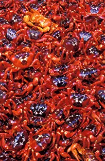 Gecarcoidea: Red Crab (A land crab) - Females after spawning
