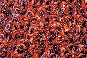 Gecarcoidea: Red Crab (A land crab) - Females after spawning