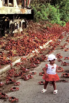 Encroachment: Red Crab (A land crab) - With girl - Crossing the