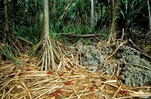 Natalis: Red Crab (a land crab) - In lower terrace forest