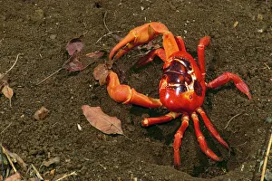 Natalis: Red Crab (a land crab) - male digging burrow (mating place)