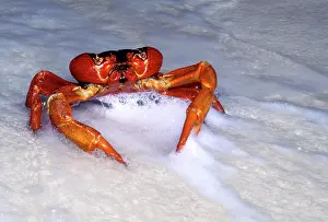 Gecarcoidea: Red Crab (A land crab) - Male 'dippingI to replenish