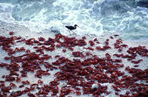 Natalis: Red Crab (a land crab) - Males on beach 'dippingI