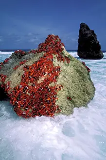 Gecarcoidea: Red Crab (A land crab) - Males 'dippingI to replenish